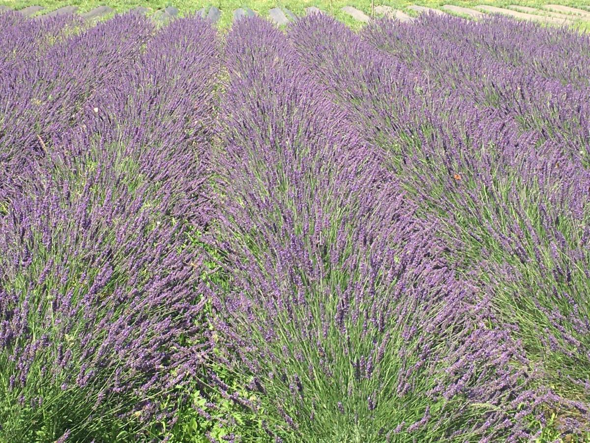 Domaine D'Elusa Vic-Fezensac Buitenkant foto